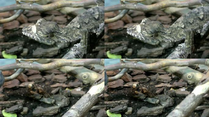 汉高的叶尾壁虎的Portpait，坐在树枝上的Uroplatus giganteus