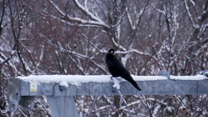 乌鸦鸟在冬季栖息在杆子上