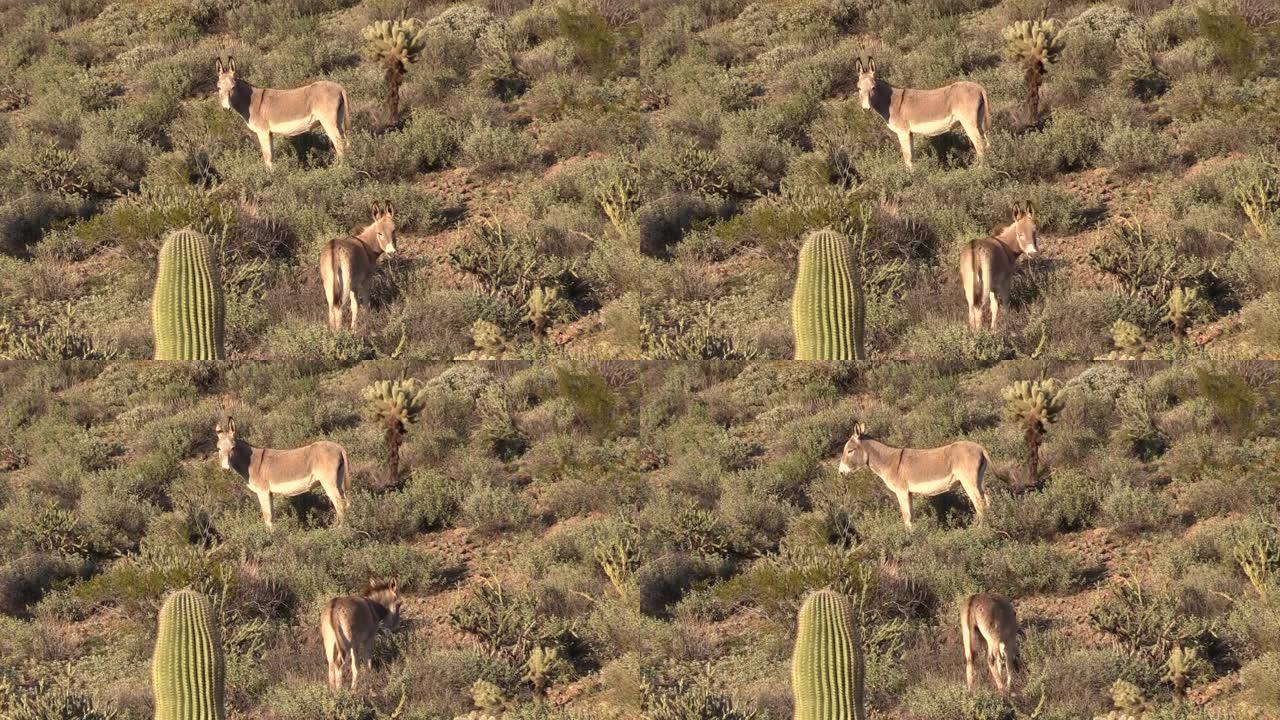 亚利桑那沙漠中的野生驴子