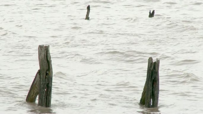 潮汐水中腐烂的木柱