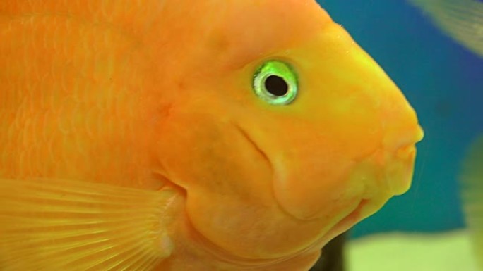 各种五颜六色的异国鱼类在水族馆游泳
