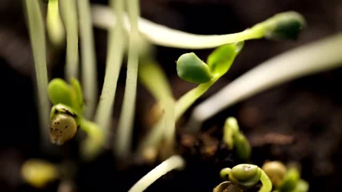 小植物延时发芽