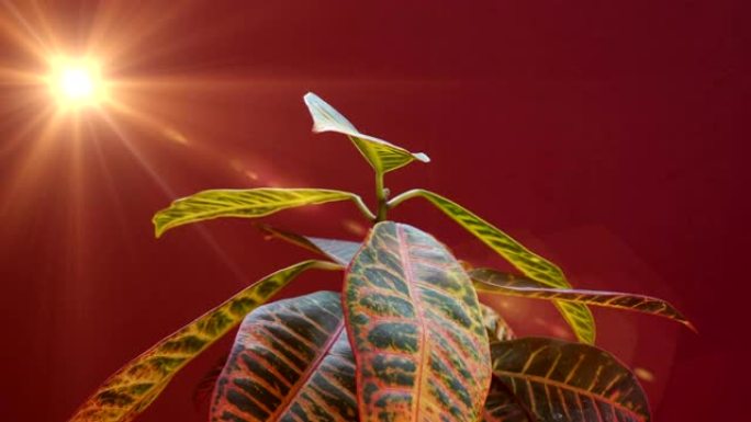 植物生长将叶子提升到春季的最高概念。魔法复兴。红色背景