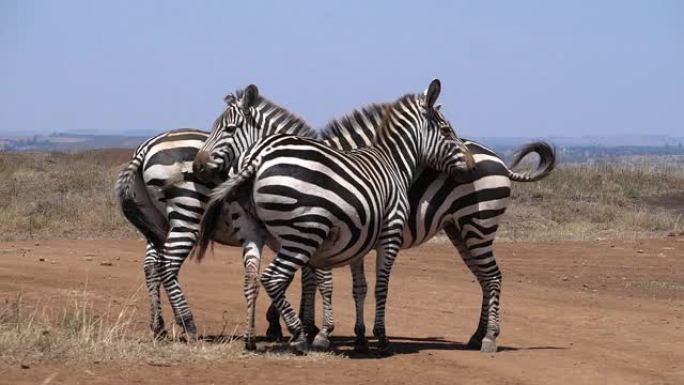 Grant's Zebra，equus burchelli boehmi，团体，肯尼亚内罗毕公园，慢