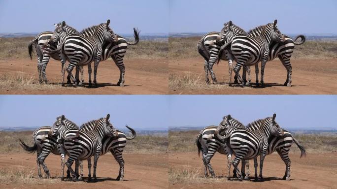 Grant's Zebra，equus burchelli boehmi，团体，肯尼亚内罗毕公园，慢