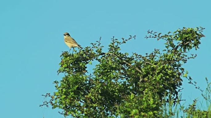 稀有的外来鸟类Isabelline Wheatear栖息在灌木树枝上。