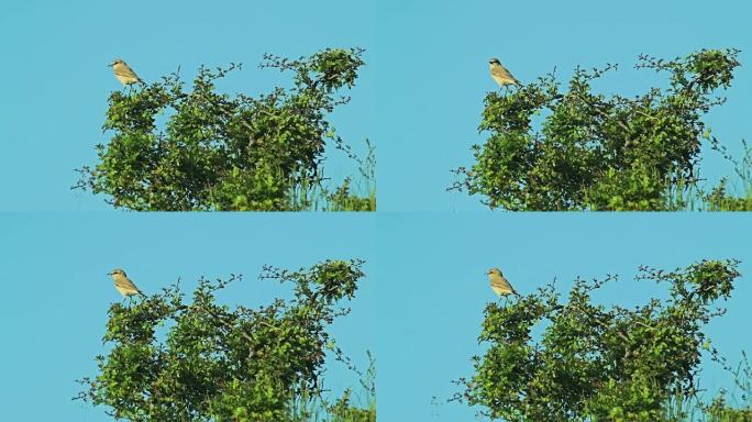 稀有的外来鸟类Isabelline Wheatear栖息在灌木树枝上。