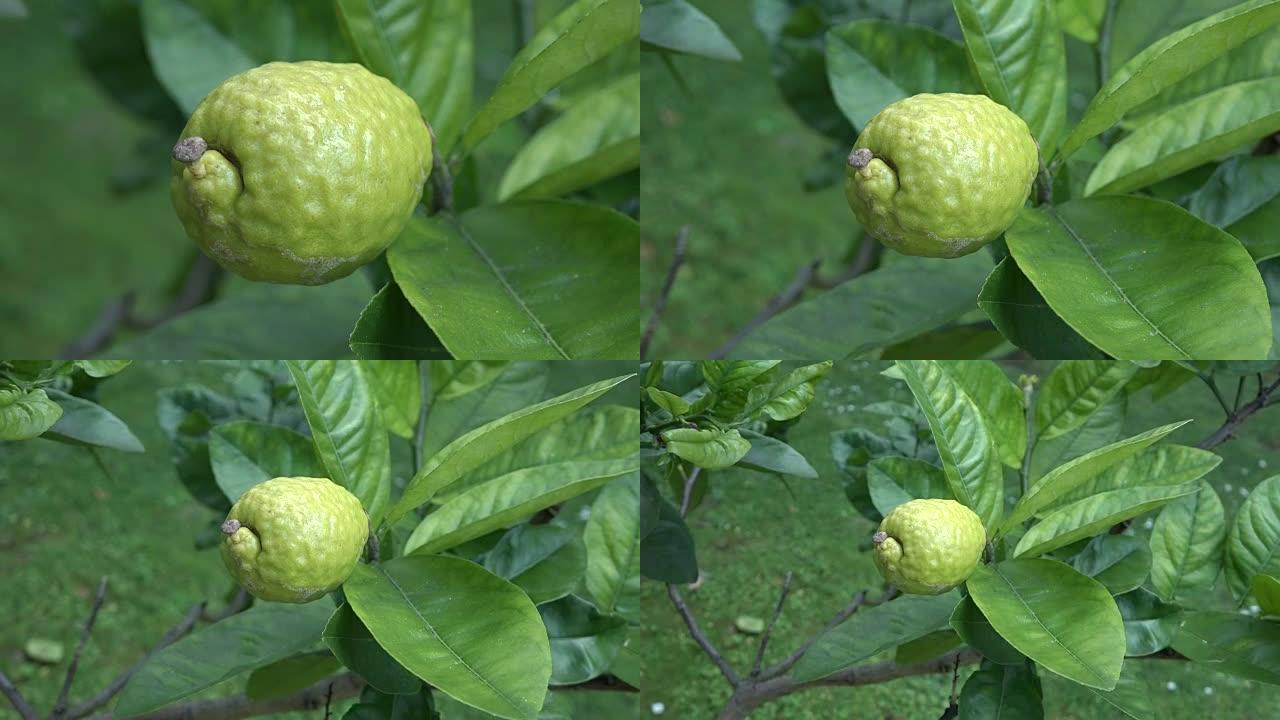 香柠檬，Etrog生长在树上