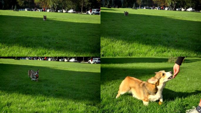 绿色公园背景上的小球奔跑的corgy狗的特写肖像。