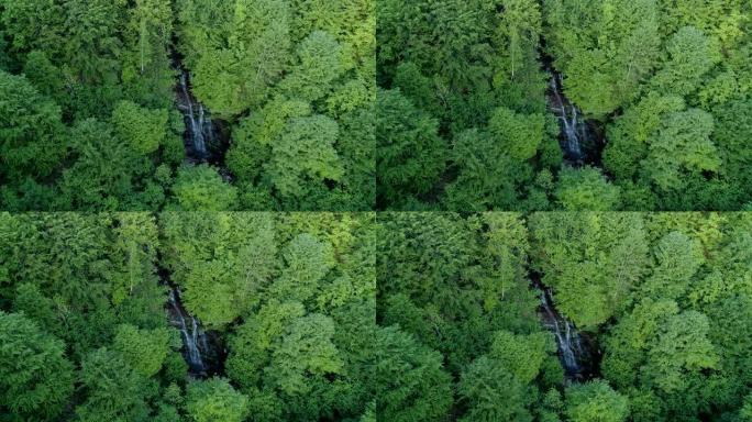 绿色森林和瀑布的空中拍摄