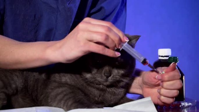 兽医从小瓶中获取药物到注射器中给猫注射
