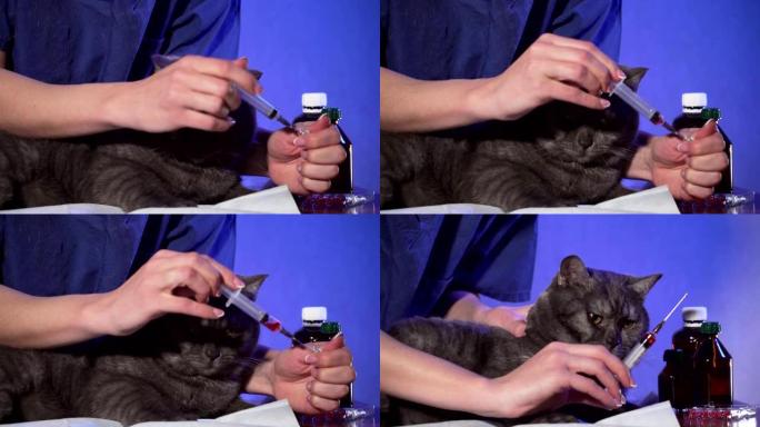 兽医从小瓶中获取药物到注射器中给猫注射