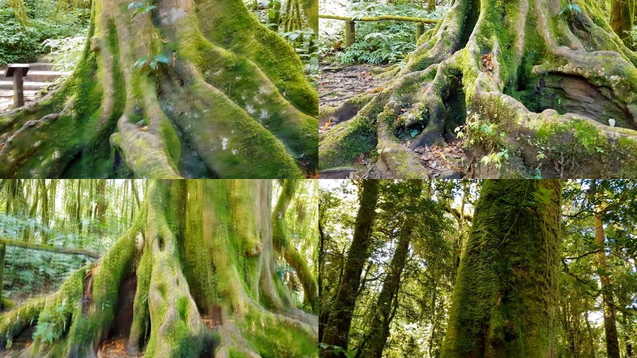 深林绿苔布大树树皮