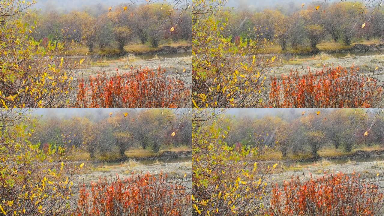 秋天的冬季天气: 阳光普照的树木上，雪和雨稳步落下，11月甘南。