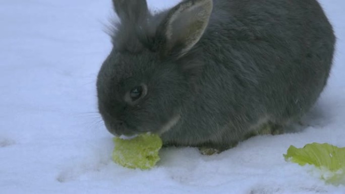 白雪兔吃生菜。