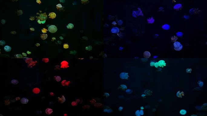 特写水母，霓虹灯鱼缸中的美杜莎。