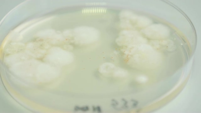 有盖培养皿中可见真菌和细菌的静态镜头