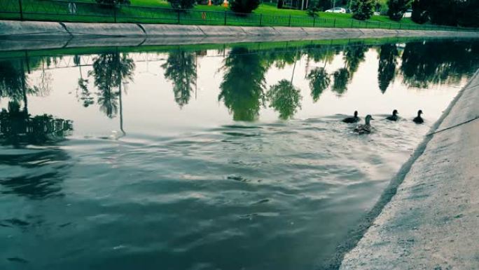 鸭子在运河中逆水流动