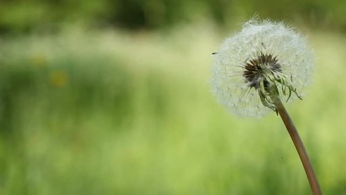 蒲公英吹风球