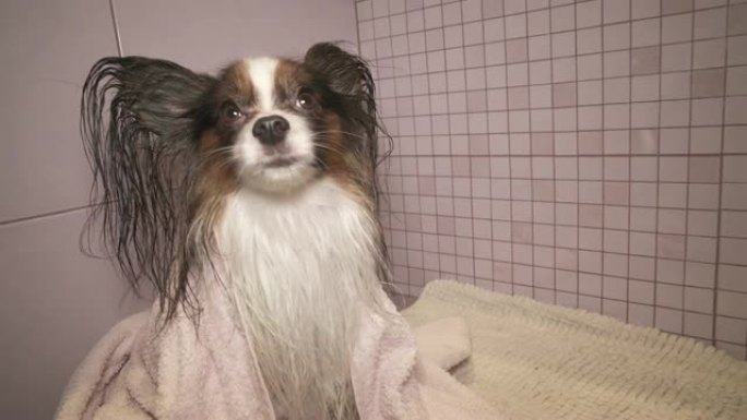 在浴室洗澡后用毛巾做的Papillon狗素材视频