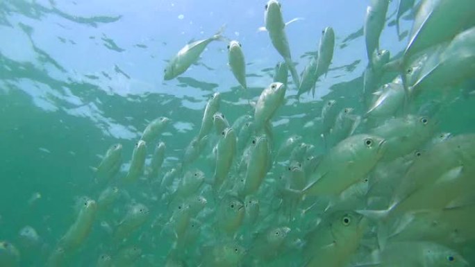 漂浮在水面下的大型鱼类大眼trevally (Caranx sexfasciatus) (仰视)，印