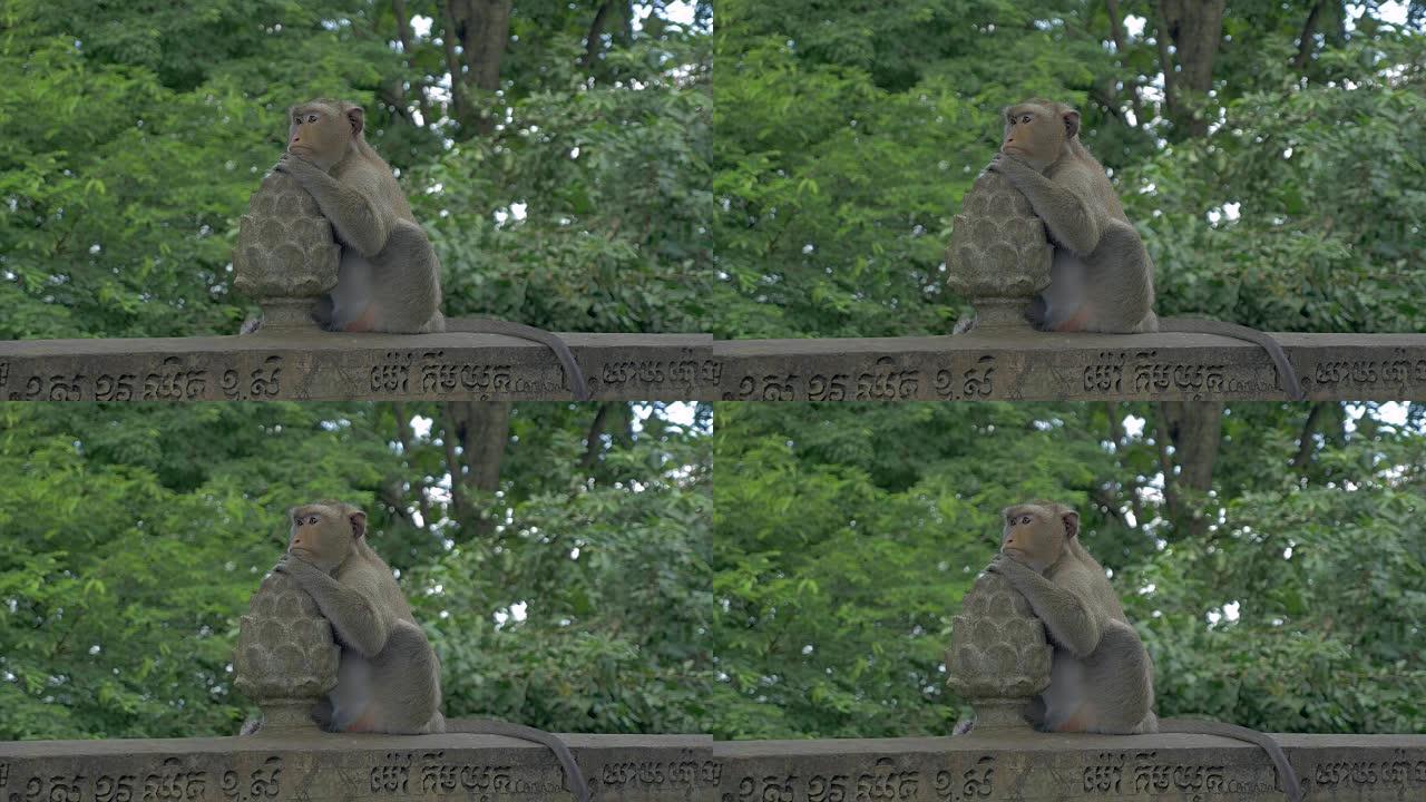 猴子坐在石栏杆上