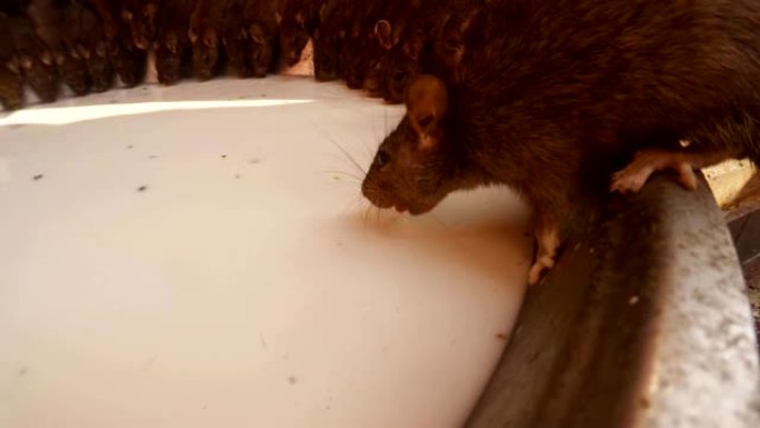 老鼠的raw坐在大陶瓷板的边缘，喝牛奶特写