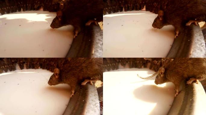 老鼠的raw坐在大陶瓷板的边缘，喝牛奶特写