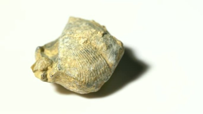 扇贝化石矿物石样品旋转白色背景