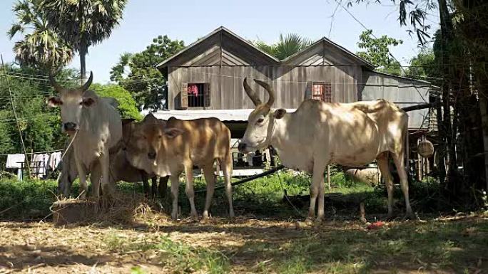 白色和棕色的母牛和小母牛被绑在农家院子里
