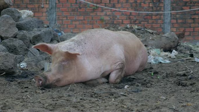 粉红猪躺在盘子旁边的泥中 (特写)