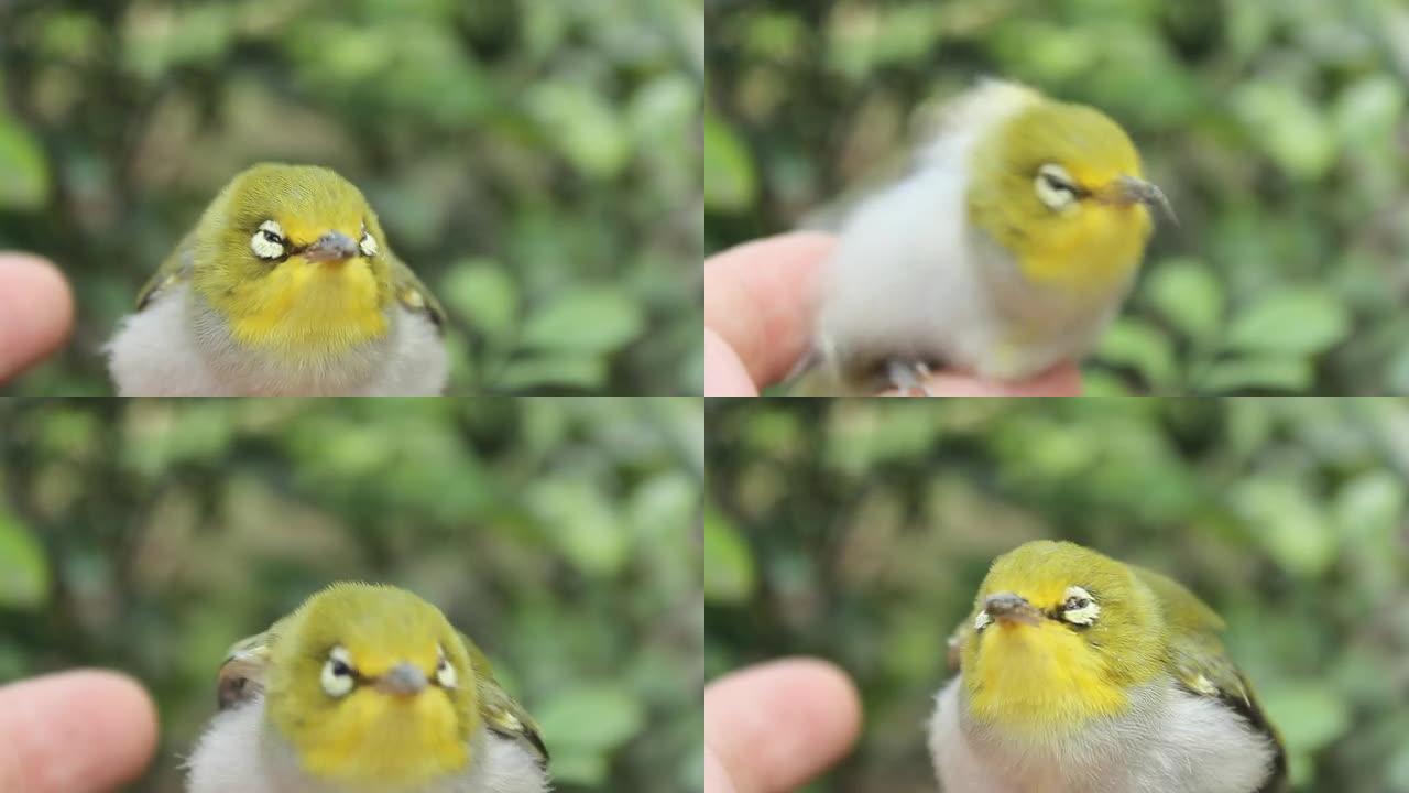 小黄鸟