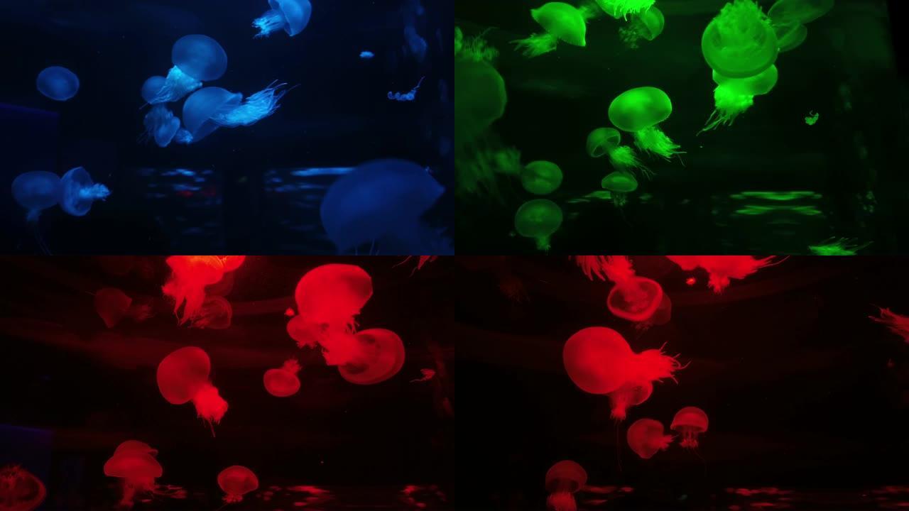 水族馆里一群五颜六色的，蓝色的，绿色的，红色的，紫色的水母。水母会改变颜色。海洋公园。漂浮在水族馆游
