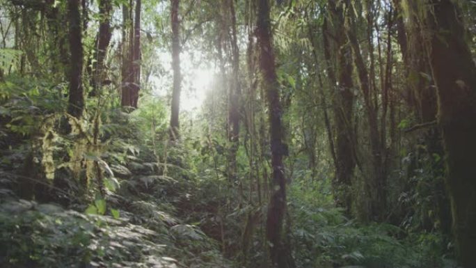 4k dolly shot，热带雨林自然步道