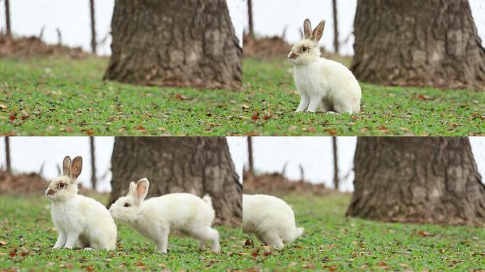 兔子跳，玩得开心