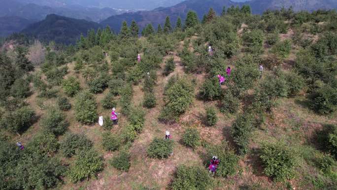 少数民族采摘山茶果油茶果