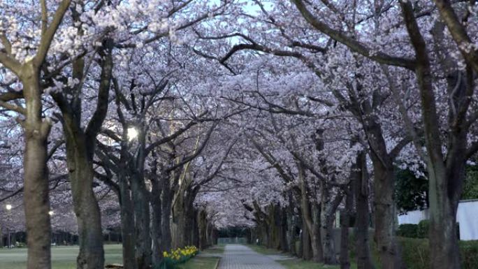东京公园里有鸟儿推特的樱花拱廊的早晨场景