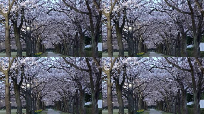 东京公园里有鸟儿推特的樱花拱廊的早晨场景