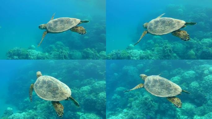 玳瑁海龟 (Eretmochelys imbricata) 在reef，红海，阿布·达巴布，Mars