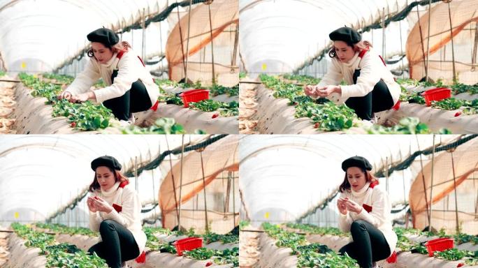 亚洲游客在农场吃草莓