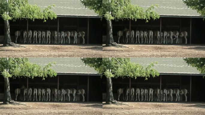 谷仓里的十三匹马斑马