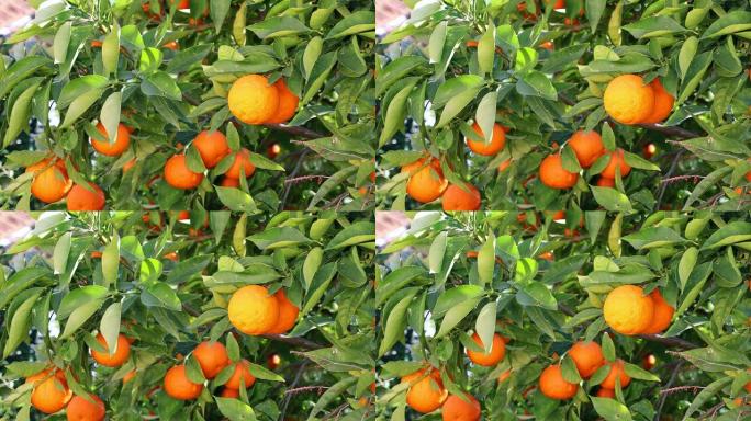 柑橘树，果实成熟