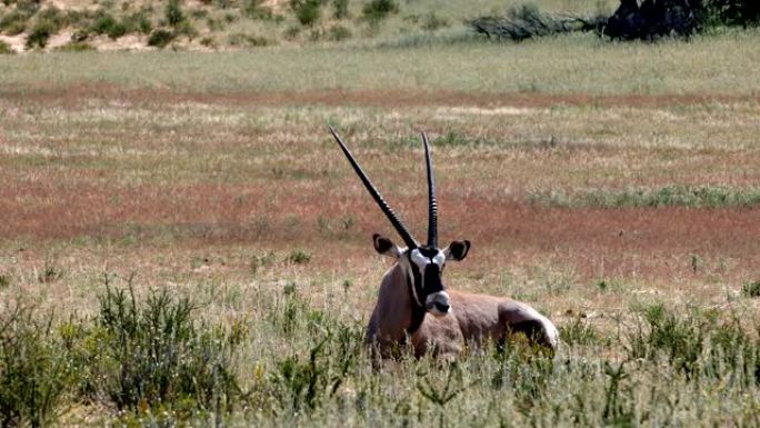 卡拉哈里的羚羊Gemsbok