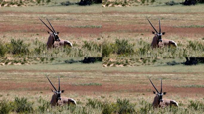 卡拉哈里的羚羊Gemsbok