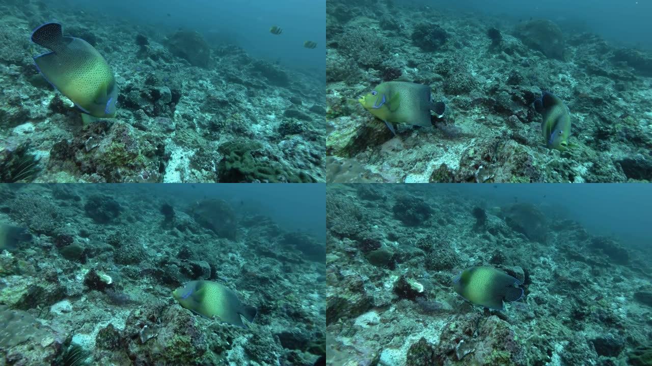 一对神仙鱼以珊瑚礁为食。半圆神仙鱼或可兰经神仙鱼-Pomacanthus半圆体，巴厘岛，大洋洲，印度