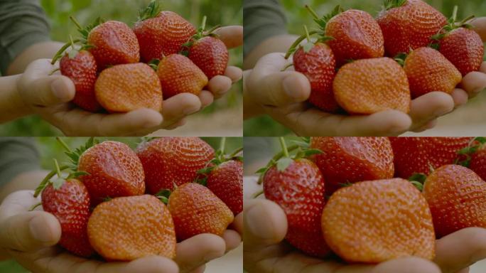 草莓农夫