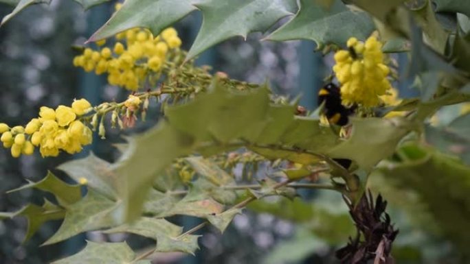 蜜蜂从花园的花朵中收集花粉