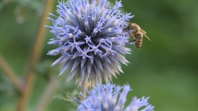 蓟喝花蜜上的慢动作巨蜂