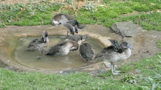 鸭子挤在一个小的水浴中