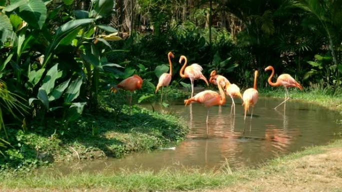 加勒比火烈鸟 (Phoenicopterus Chilensis.)